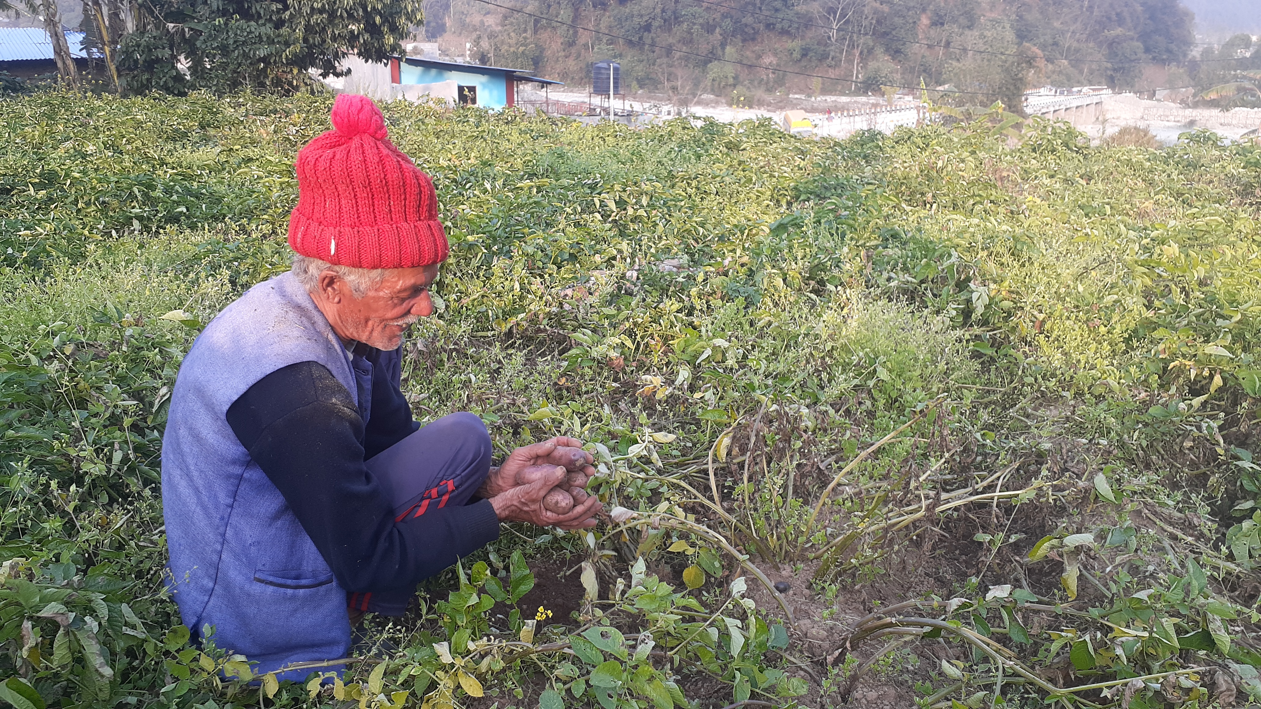 बुढेसकालमा कलाधारको पौरख : जोत्छन् ट्याक्टर, सरकारलाई पठाउँछन् आलु र धान